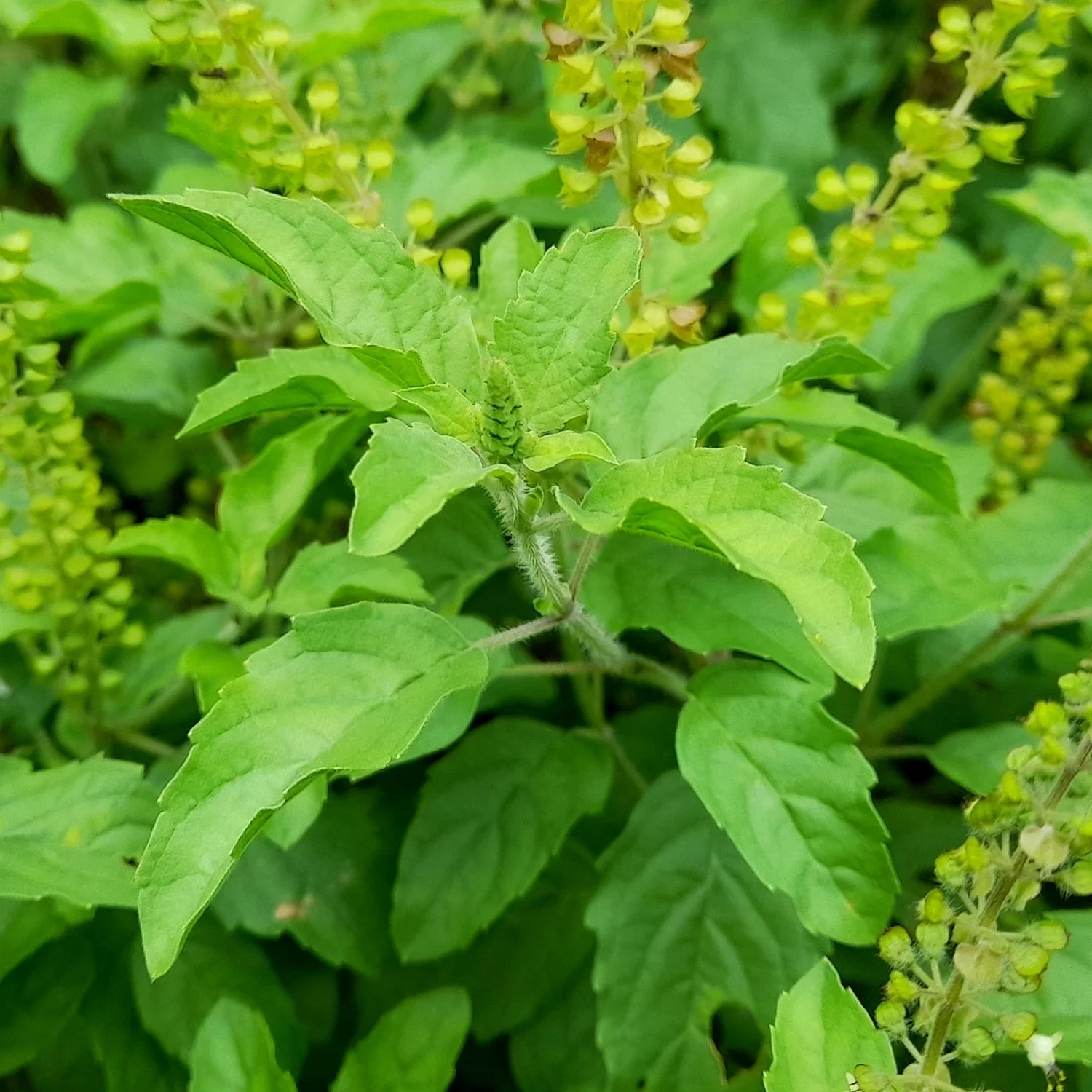 Tulasi