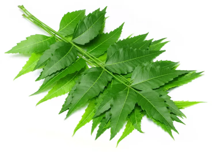 Neem Extract