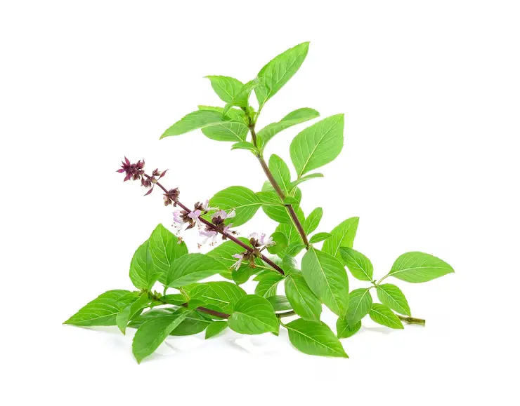 Tulasi Extract