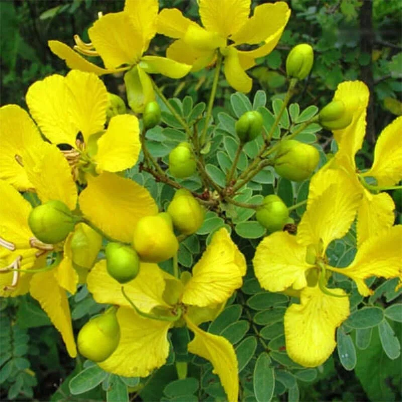 Aavarthaki Extract