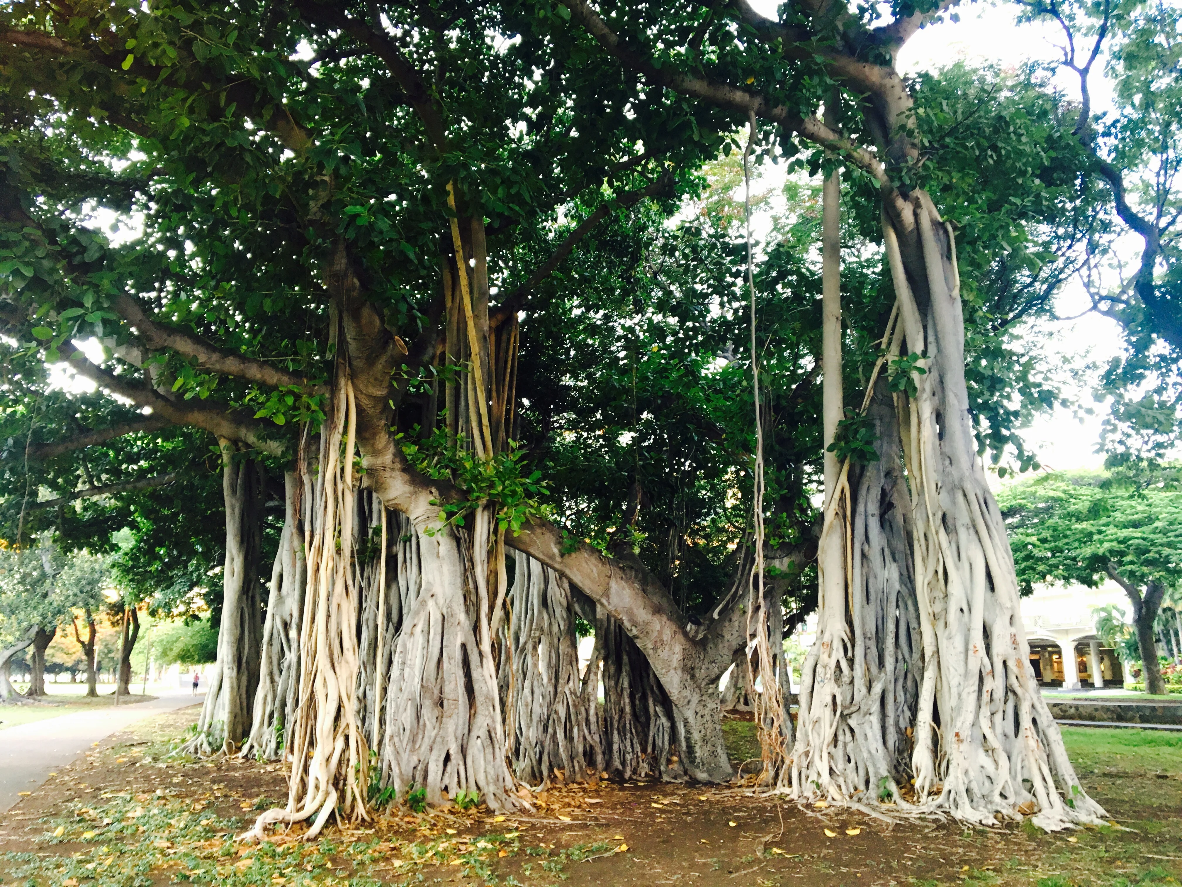 Banyan