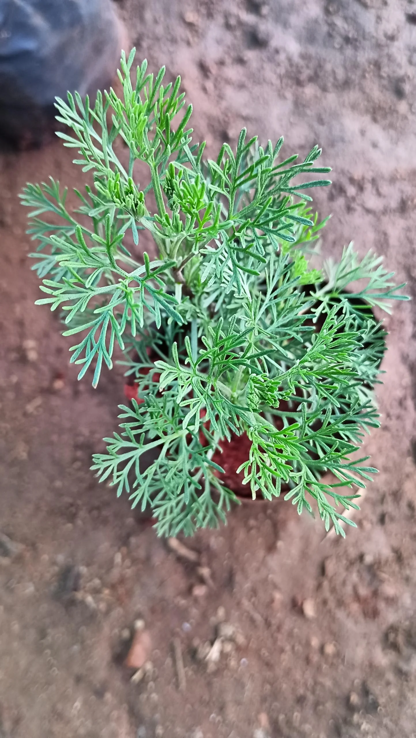 Davana Extract