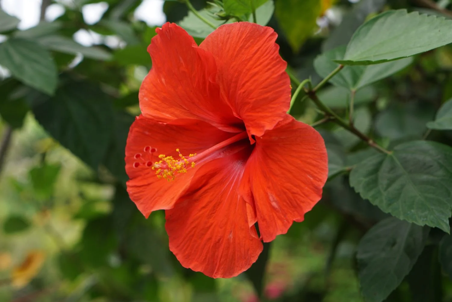 Hibiscus