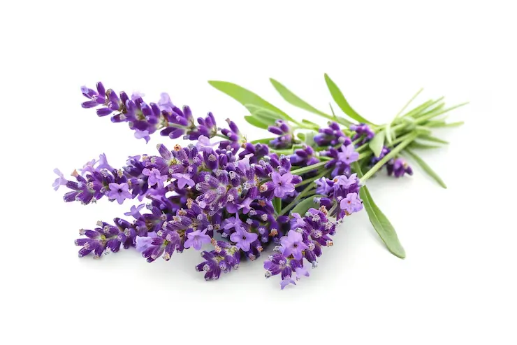 Aavarthaki Extract