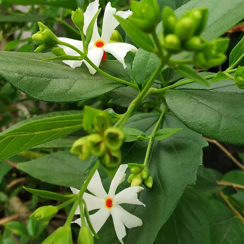 Parijata