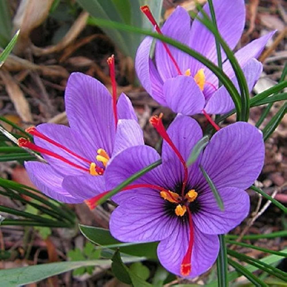 Kumkumadi Extract